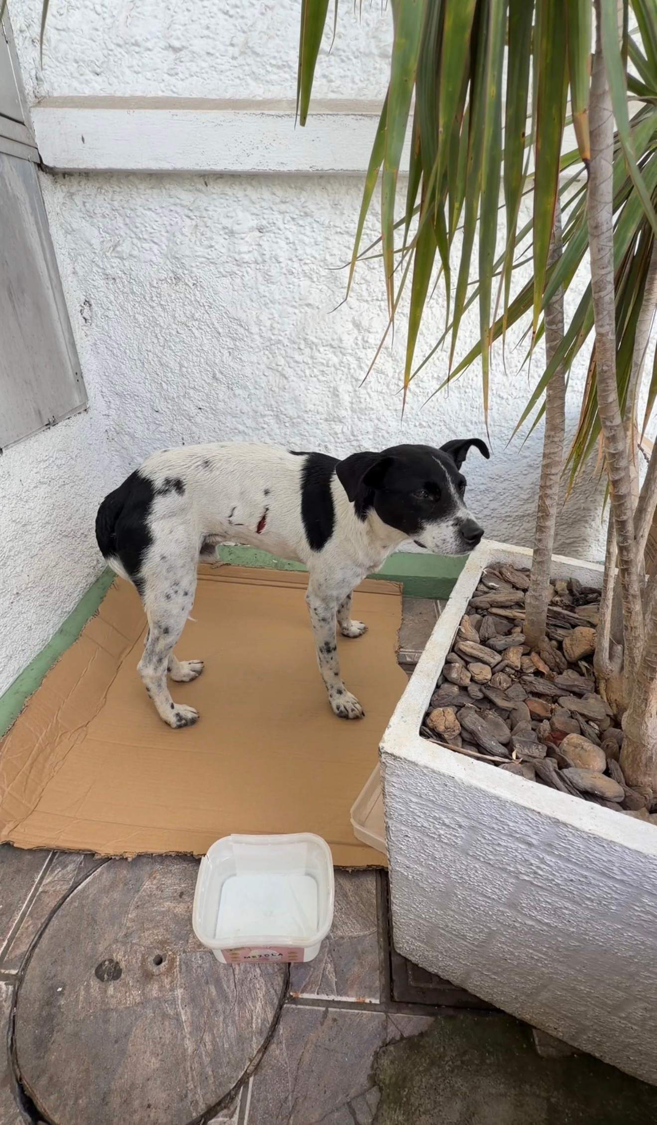Prefeitura de Gaspar pede apoio da população para identificar responsáveis por ataques a cães comunitários